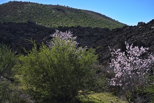 3 feb 2021 Fioritura mandorli